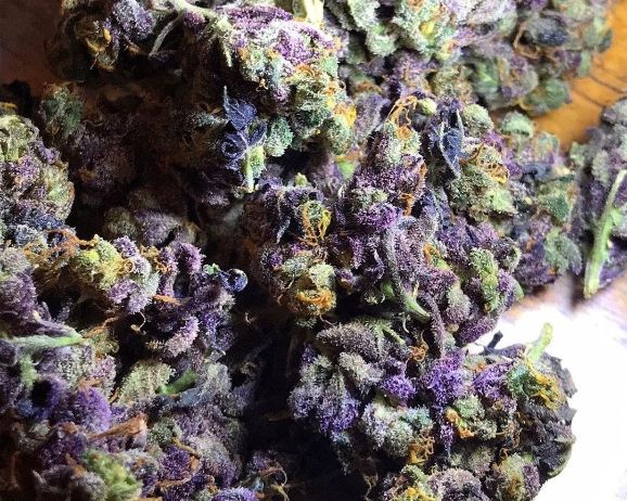The best place to buy weed online. We have a wide selection of the most potent marijuana strains, including Jack Herer and Granddaddy Purple.