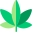 Find the best quality weed, deals and specials at Weed Online. Shop marijuana online and have it shipped to your door.